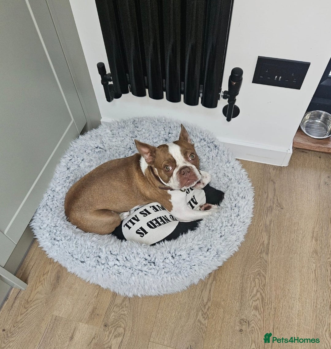 Boston Terrier dogs for sale: 2y old Boston Terrier Boy for Rehome  - Advert 6