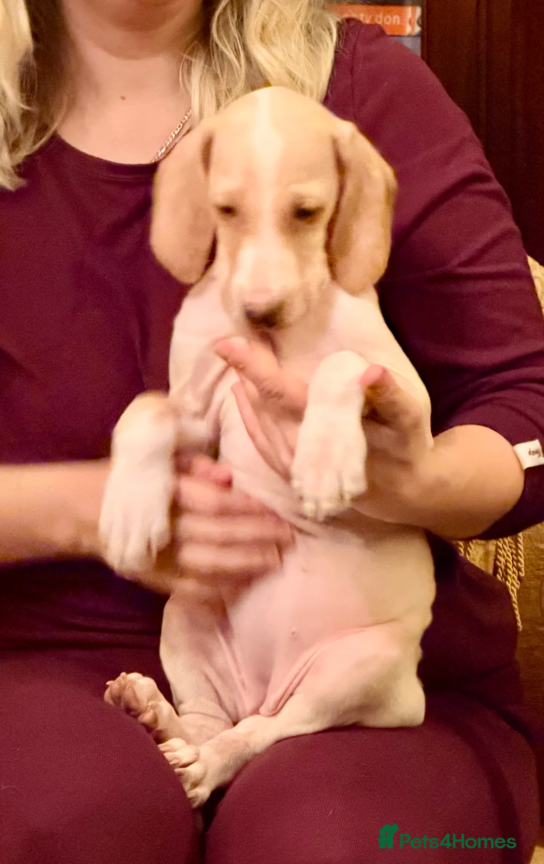 Mixed Breed dogs for sale: Brafghano pups  - Advert 3