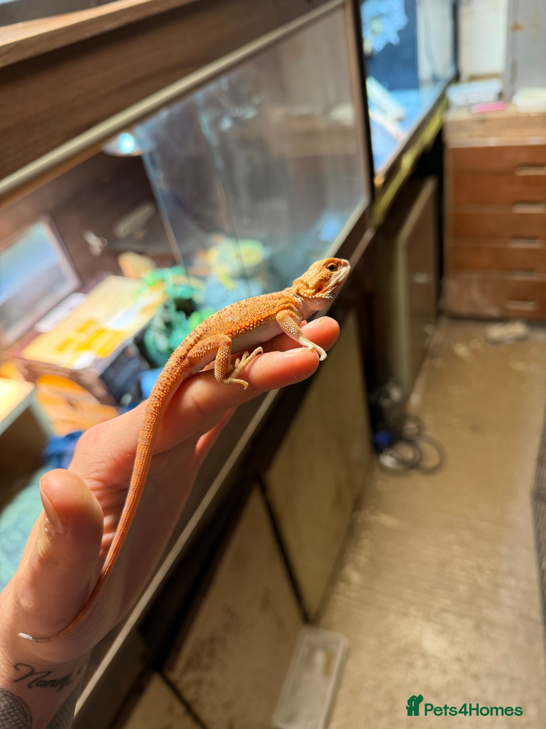 Bearded Dragon reptiles for sale: Red spiky morth Baby beared dragon has extra toe  - Advert 8