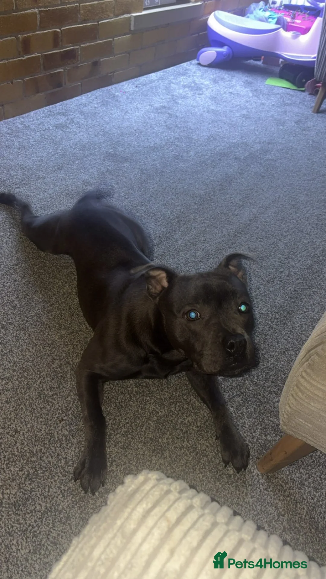 Staffordshire Bull Terrier dogs for sale: Staffordshire Bull  - Advert 3