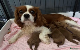 Cavapoo dogs for sale: F1 RED CAVAPOOS LICENSED KC HEALTH TESTED PARENTS  - Image 11