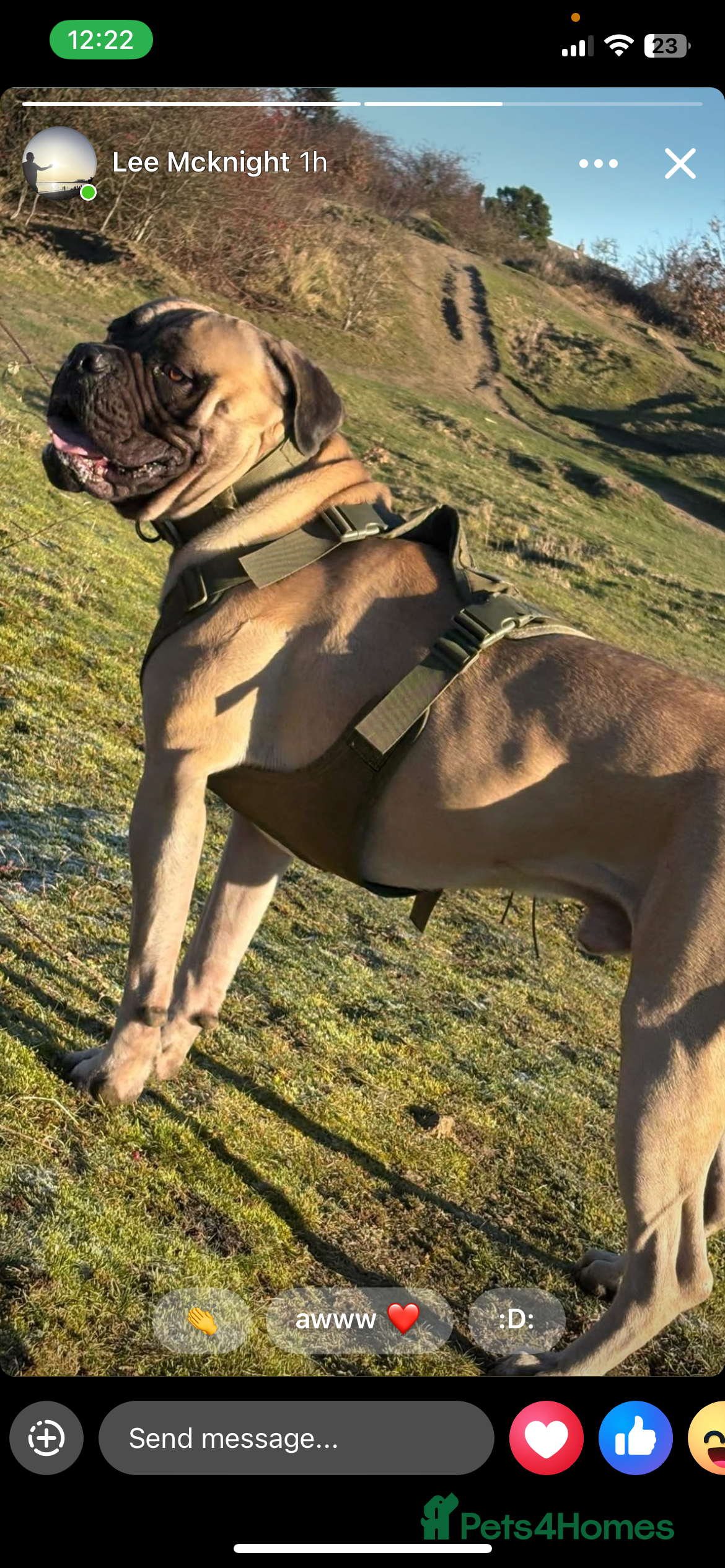 Bullmastiff dogs Lenny is up for stud  - Advert 3
