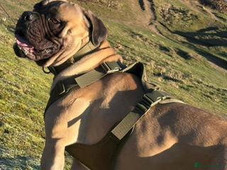 Bullmastiff dogs Lenny is up for stud - Advert 9