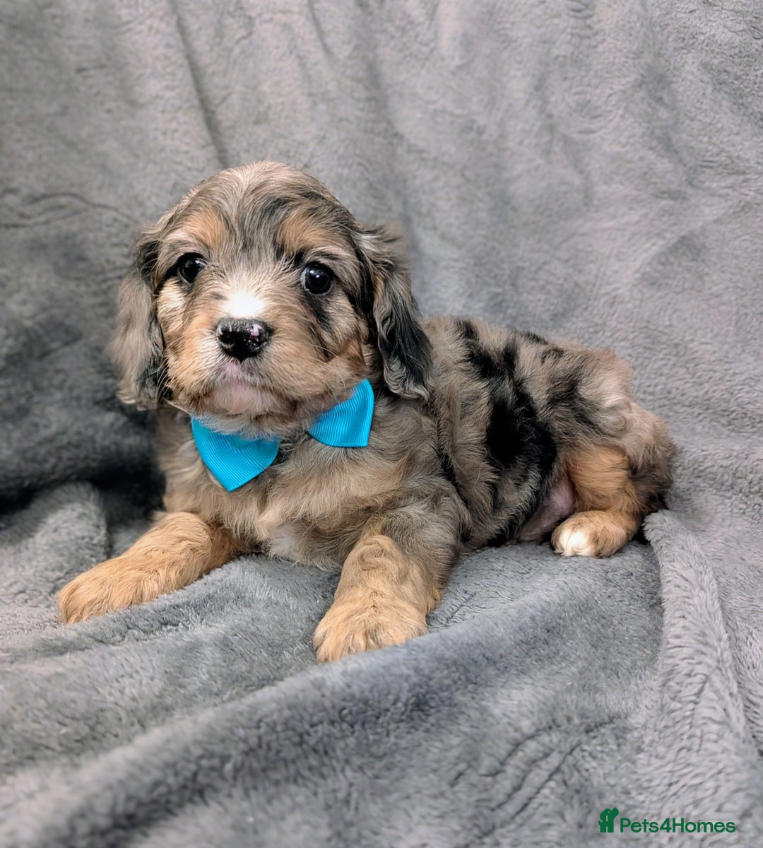 Miniature Poodle dogs for stud: Merle Miniature Poodle at Stud - Advert 4