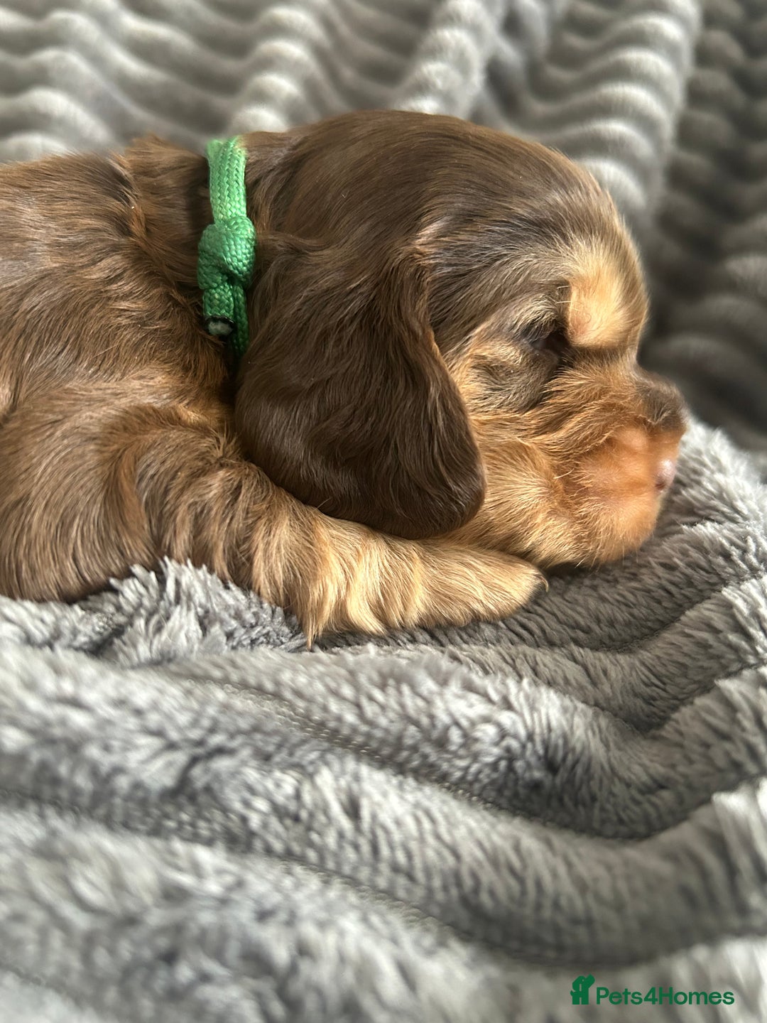 Cocker Spaniel dogs for sale: 🐾Cocker Spaniel Puppies-Ready in 5 Weeks🐾 - Image 20