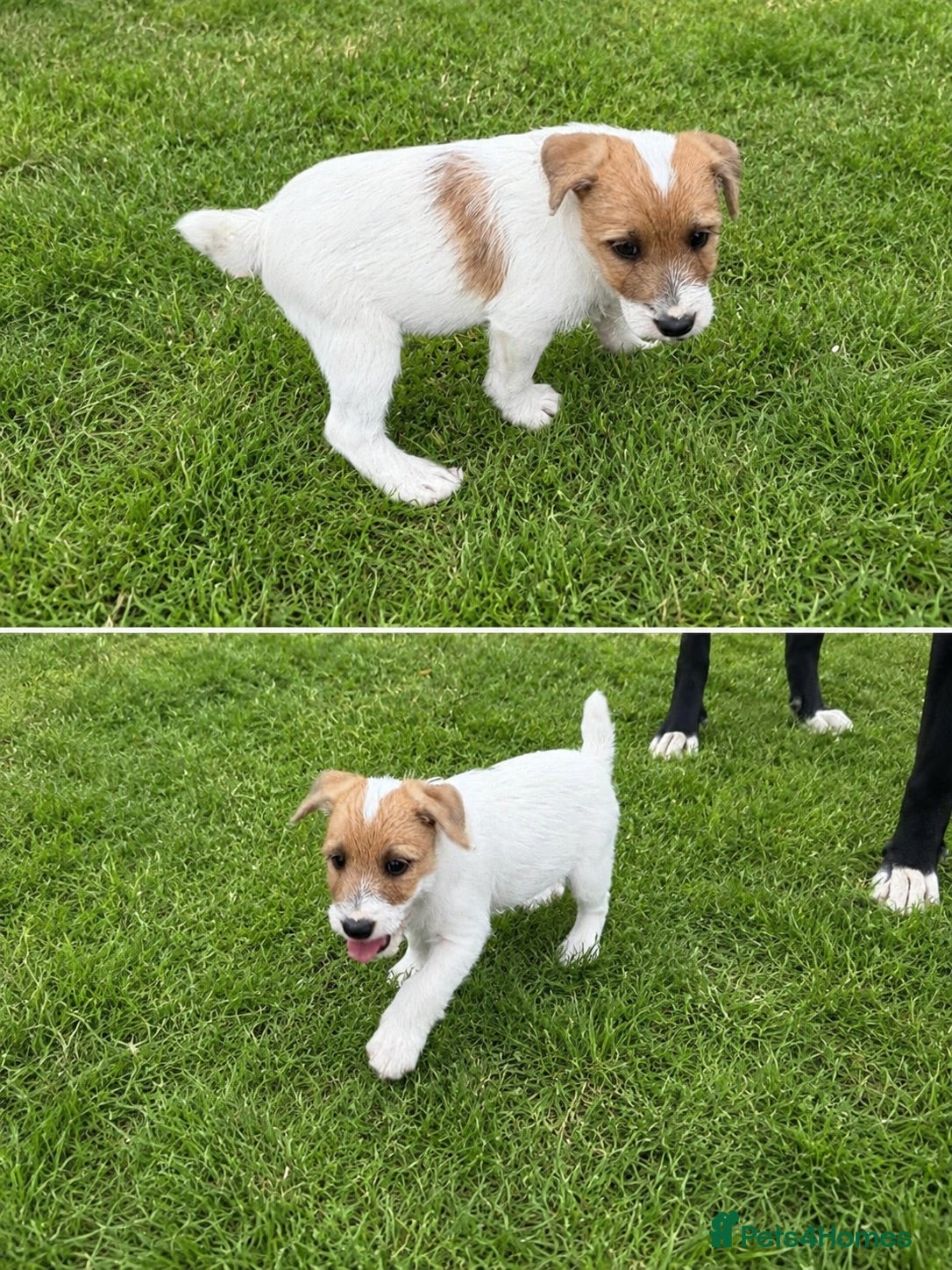 Jack Russell dogs Old fashioned short legged jack russell  - Advert 4