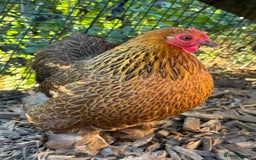 Chickens poultry for sale: *Partridge Pekin Bantam Hens* - Image 6