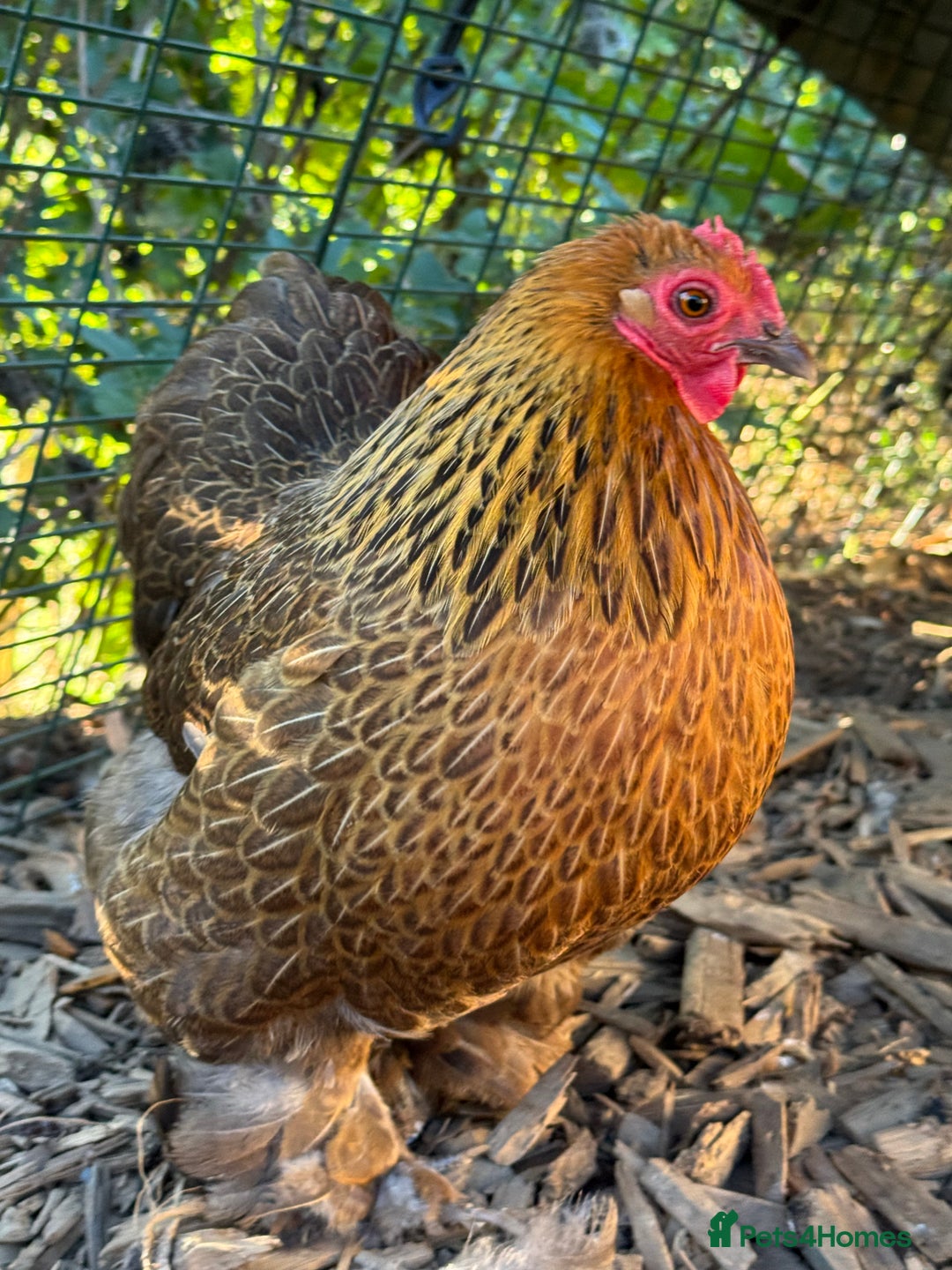 Chickens poultry for sale: *Partridge Pekin Bantam Hens* - Image 6