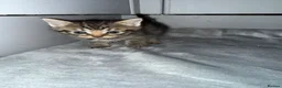 Domestic Shorthair cats for sale: 6 beautiful kittens  - Advert 6