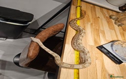 Boa Snake reptiles for sale: 2-Year-Old Female Pure Hog Island Boa - Image 4