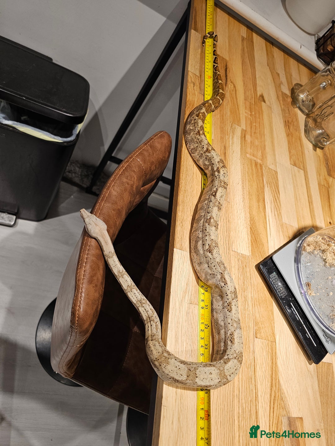Boa Snake reptiles for sale: 2-Year-Old Female Pure Hog Island Boa - Image 4