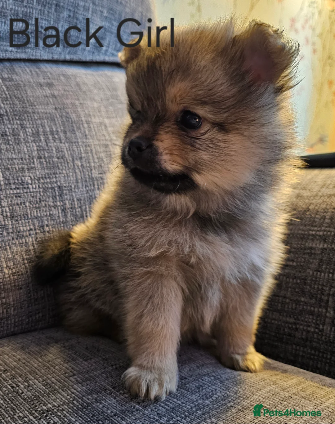 Pomeranian dogs for sale: 4 baby pomeranians for sale - Advert 30