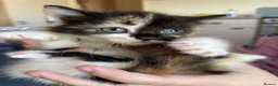 Mixed Breed cats for sale: 4 beautiful kittens looking for there forever home - Advert 2