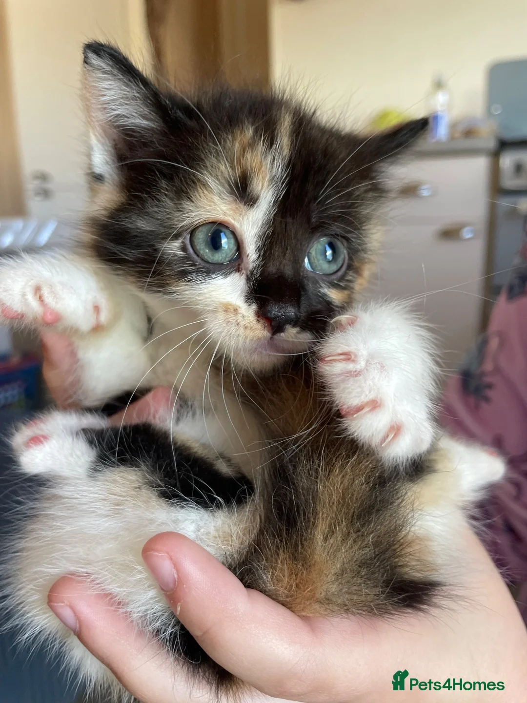 Mixed Breed cats for sale: 4 beautiful kittens looking for there forever home - Advert 2