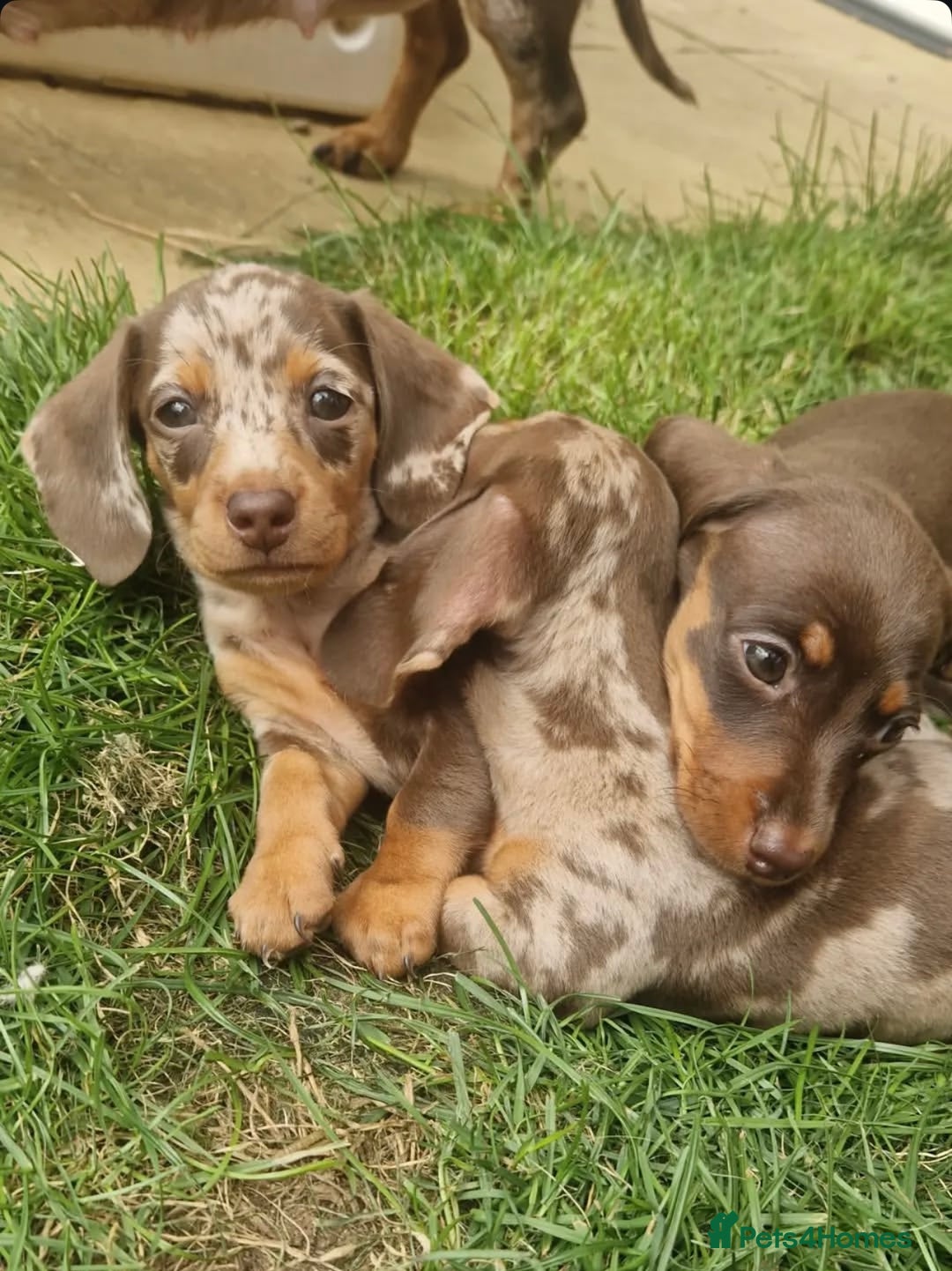 Miniature Dachshund dogs for sale: Chocolate Miniature Dachshunds!! - Advert 6