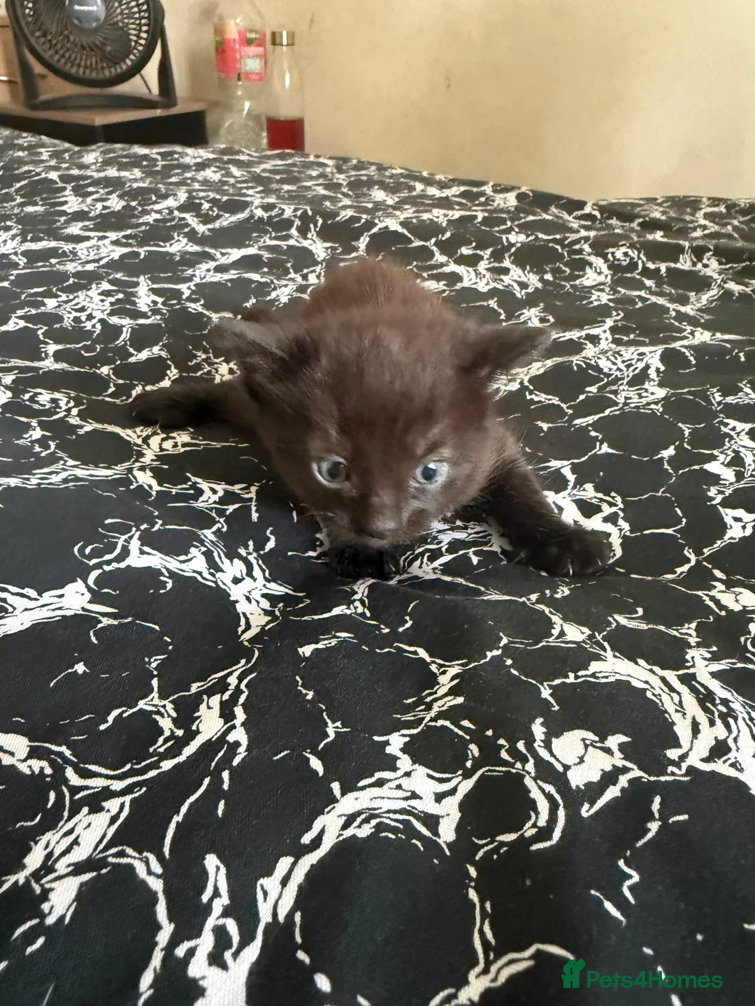 Havana Brown cats for sale: Kittens  - Advert 2