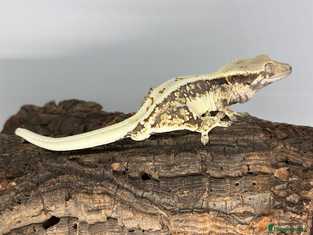 Gecko reptiles for sale: Adult Lilly white crested geckos cb24  - Advert 8