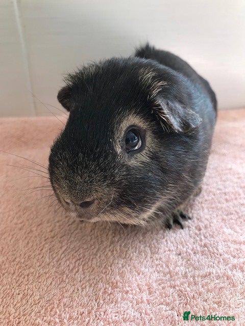 Guinea Pig rodents Pet Boar Pigs - Advert 13