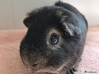 Guinea Pig rodents Pet Boar Pigs - Advert 13