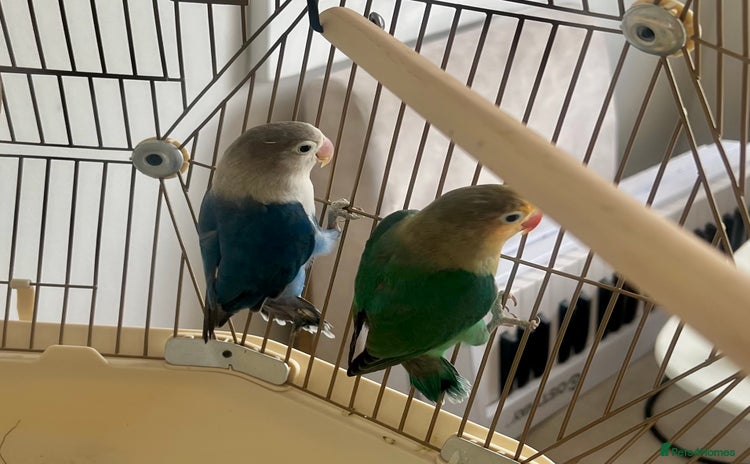 Lovebirds birds - Advert 1