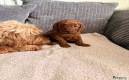Cockapoo dogs for sale: 4 Stunning Fox Red F1b Toy Cockapoos  - Advert 9