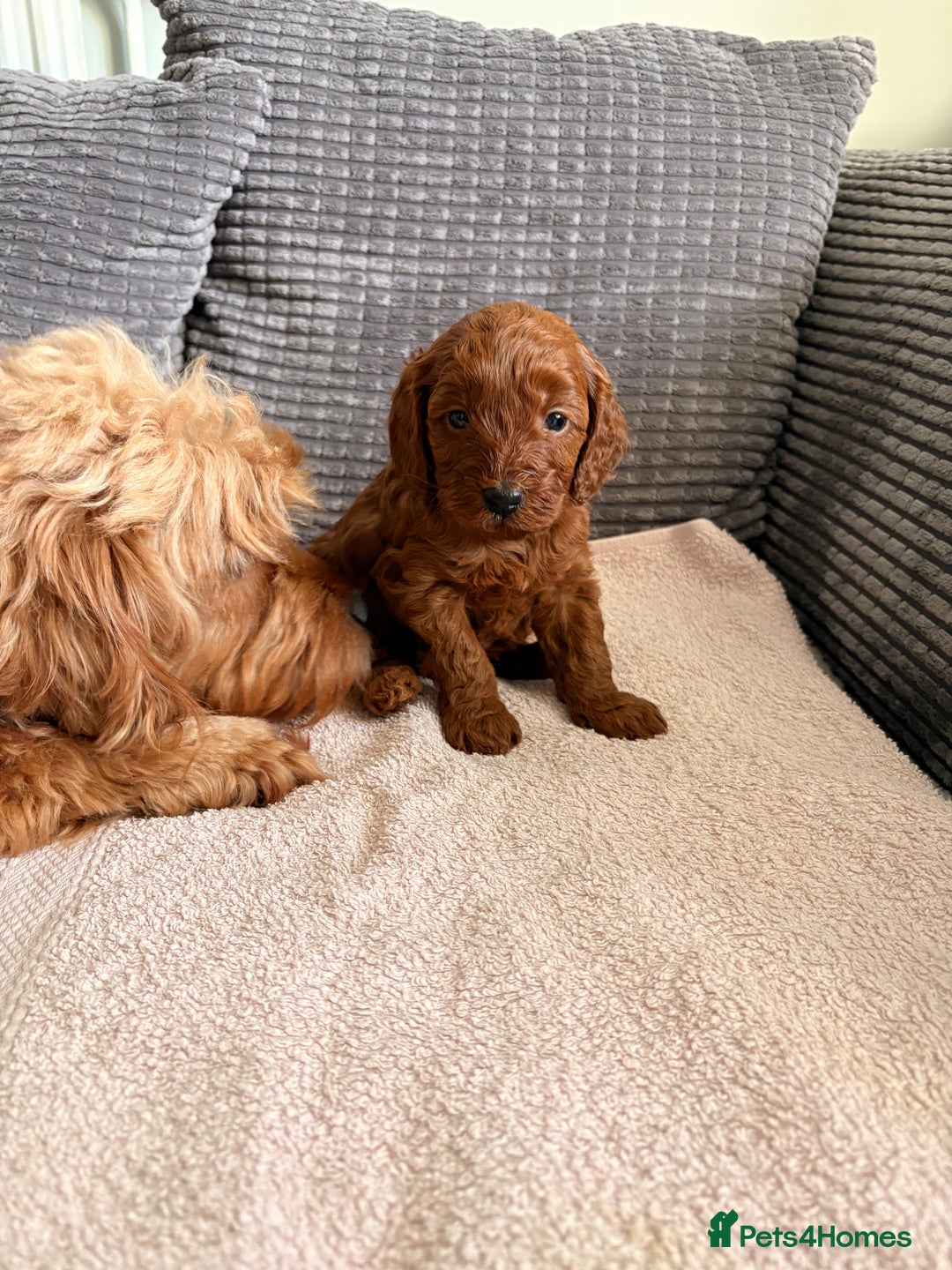 Cockapoo dogs for sale: 4 Stunning Fox Red F1b Toy Cockapoos  - Advert 9