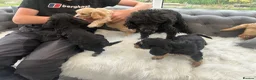 Cavapoo dogs for sale: F1 cavapoo puppies  - Advert 24
