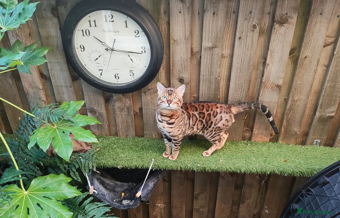Bengal cats for sale: 🐆Rehoming our Beautiful 🔥Bengal Cats 🥺 TICA Reg - Image 20