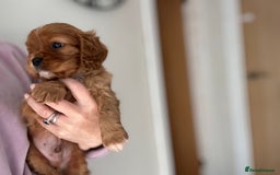 Cavalier King Charles Spaniel dogs for sale: KC reg 🍫parents/Eyes/heart&health certs - Image 7