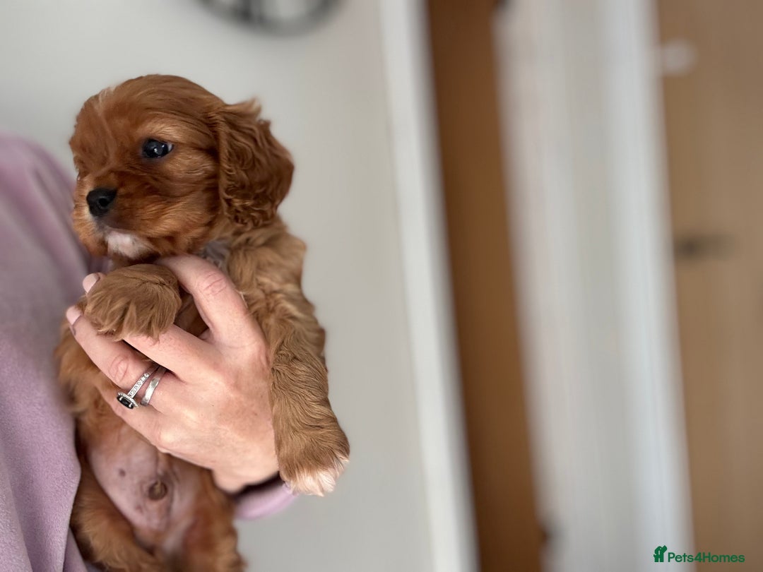 Cavalier King Charles Spaniel dogs for sale: KC reg 🍫parents/Eyes/heart&health certs - Image 7