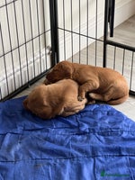 Labrador Retriever dogs Fantastic Dark Red KC Labrador boys - Advert 15