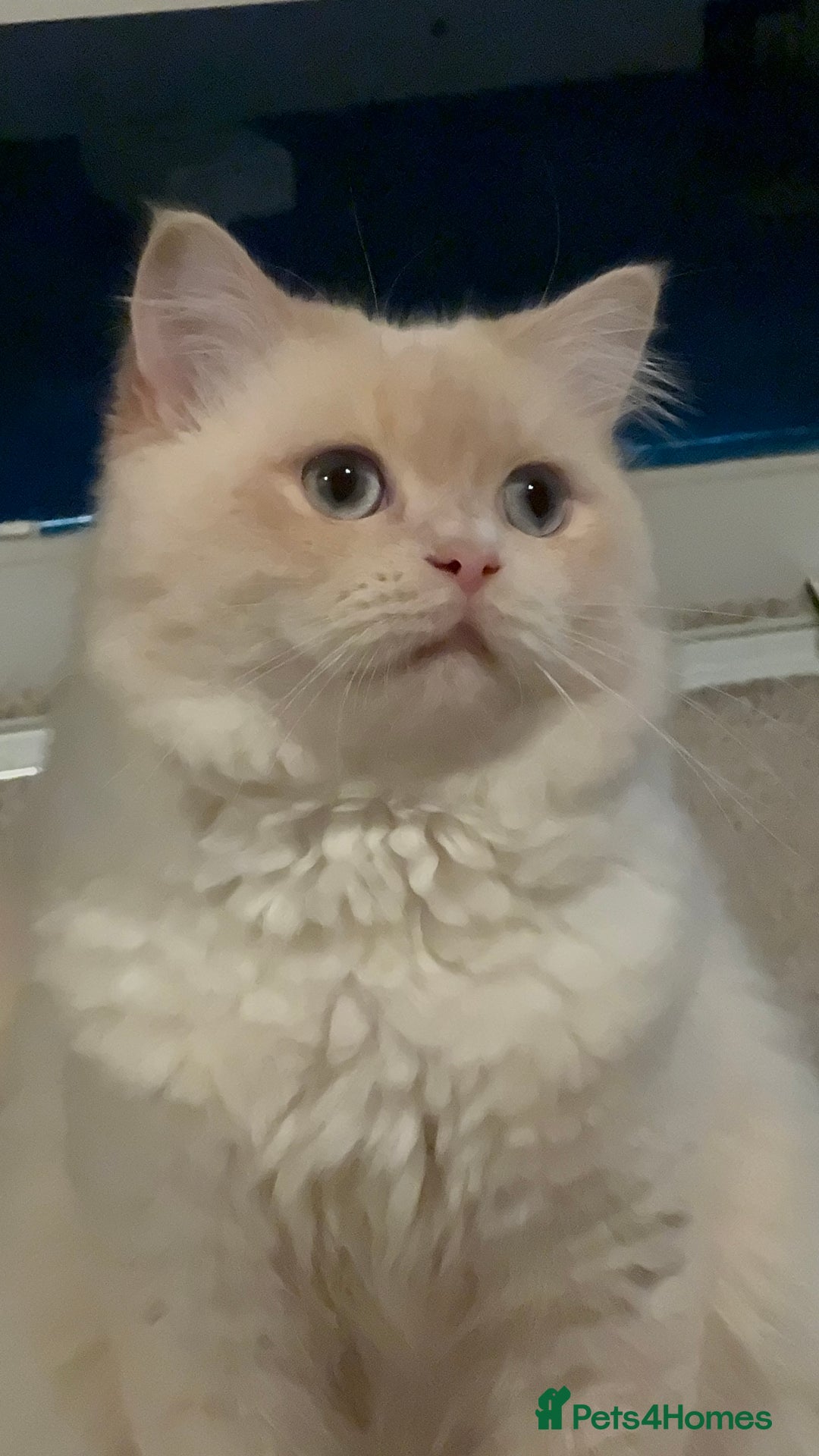 Mixed Breed cats for sale: Scottish mix male cat - Advert 1