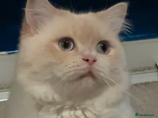 Mixed Breed cats Scottish mix male cat - Advert 5