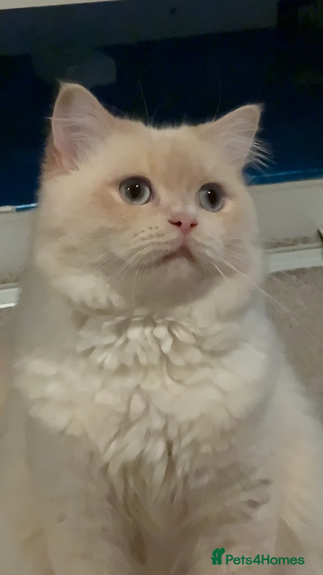 Mixed Breed cats for sale: Scottish mix male cat - Advert 1