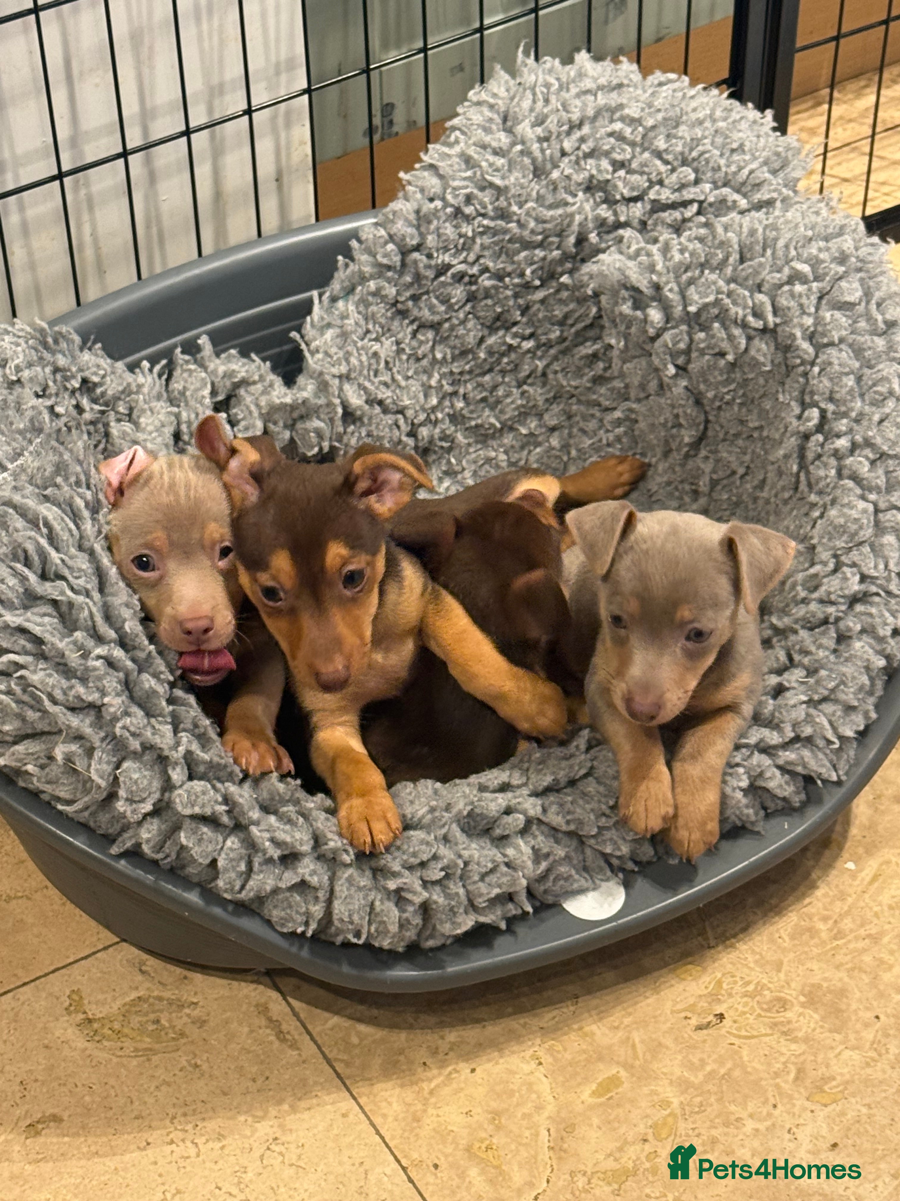 Jack Russell dogs Family Bred Chocolate & Lilac Jack Russells - Advert 2