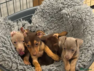 Jack Russell dogs Family Bred Chocolate & Lilac Jack Russells - Advert 2