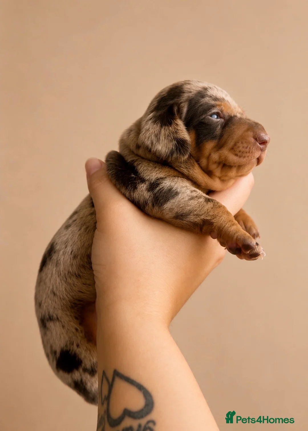 Miniature Dachshund dogs for sale: Stunning miniature dachshund puppies  - Advert 8