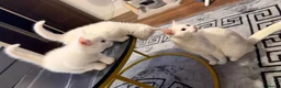 Turkish Angora cats for sale: White kittens in London - Advert 5