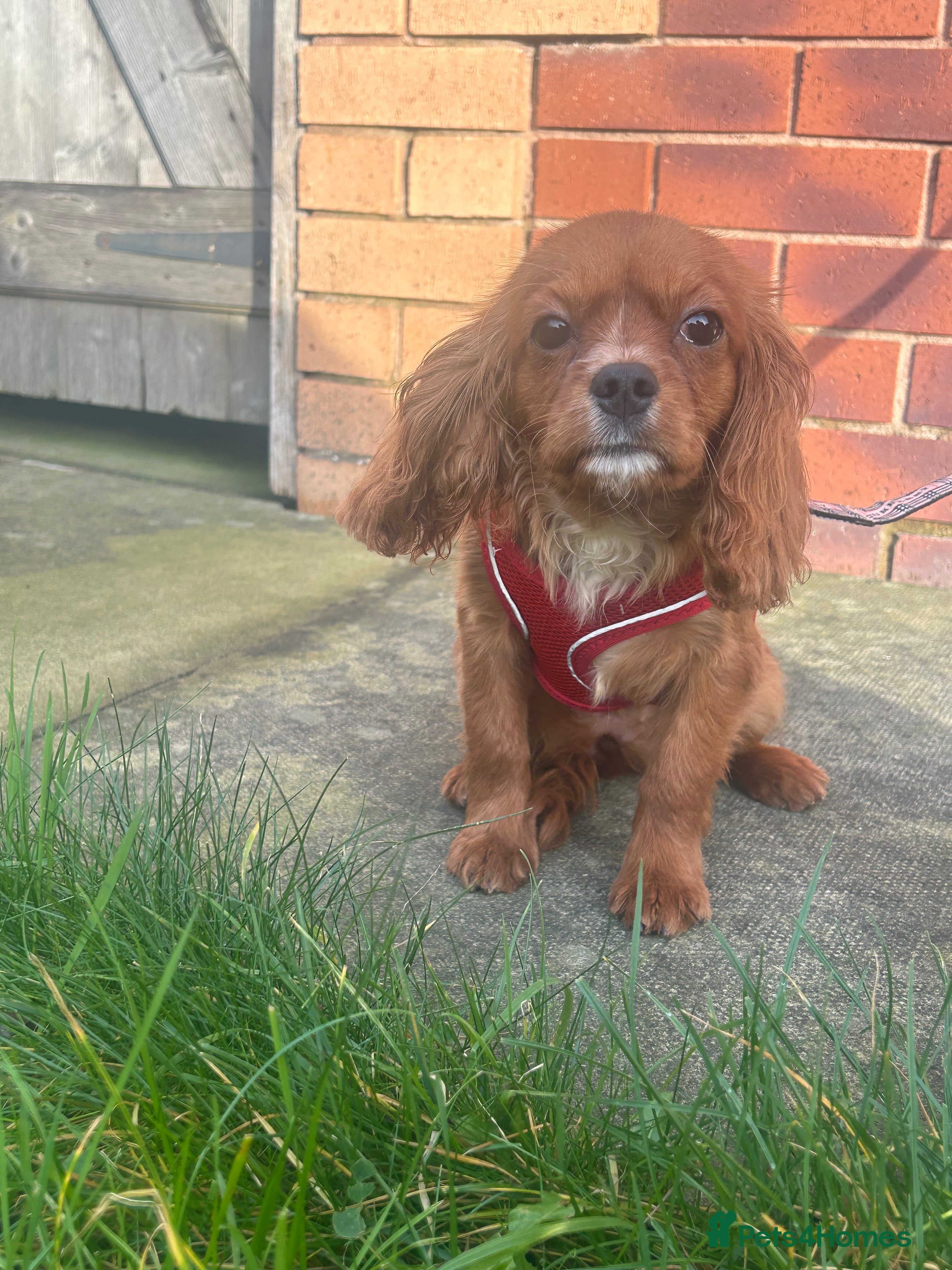 Cavalier King Charles Spaniel dogs 16th dec still available Ruby female fully vaccine - Advert 1