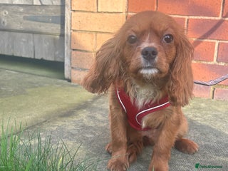 Cavalier King Charles Spaniel dogs 16th dec still available Ruby female fully vaccine - Advert 11