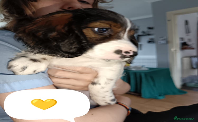 Mixed Breed dogs in Swansea - Advert 14