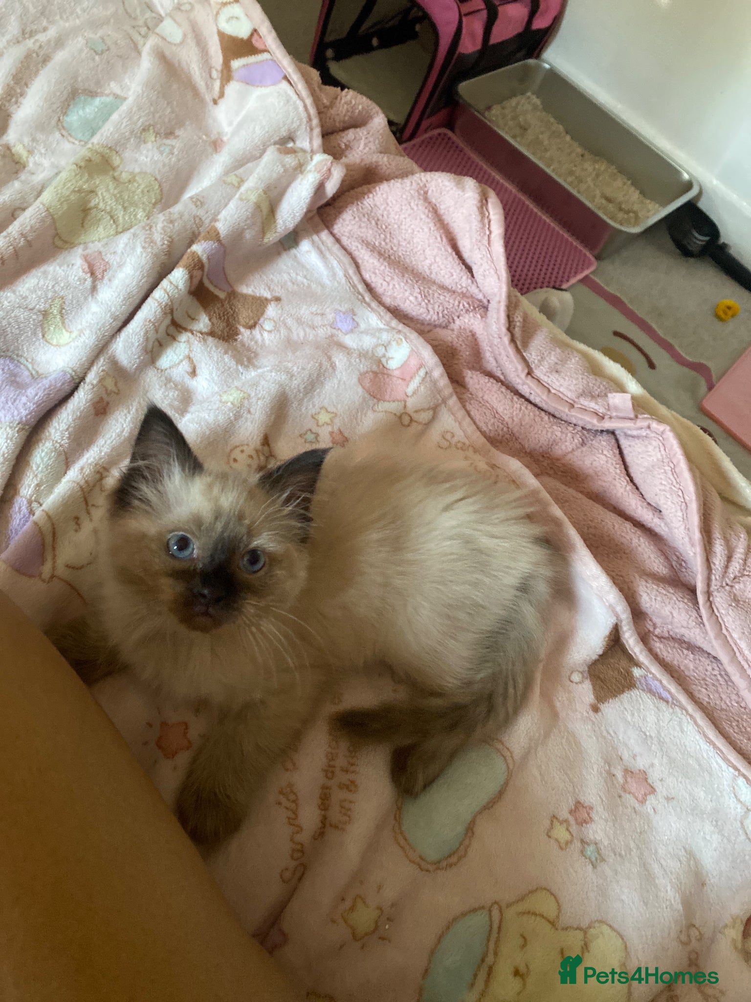 Ragdoll cats for sale: Female Ragdoll Kitten - Advert 1