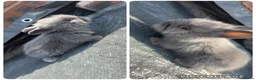 Lionhead rabbits for sale: 8 Double Maned Lionhead Babies - Advert 3