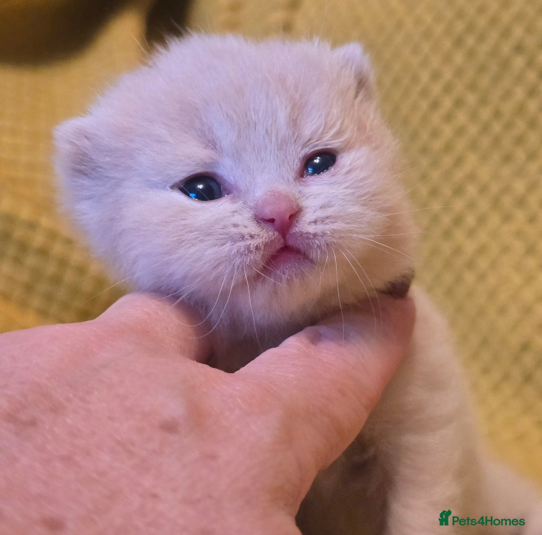British Shorthair cats for sale: TICA registered British shorthair kittens - Advert 8