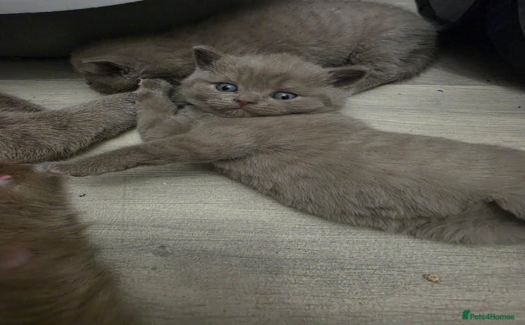 British Shorthair cats Stunning British shorthair kittens  - Advert 14