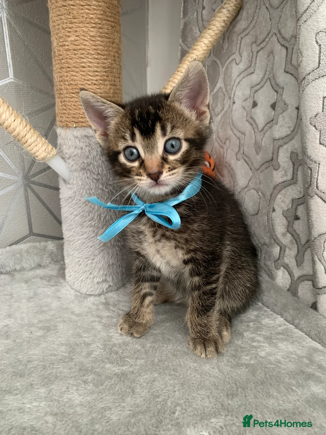 Mixed Breed cats for sale: Beautiful kittens looking for loving home. - Advert 25
