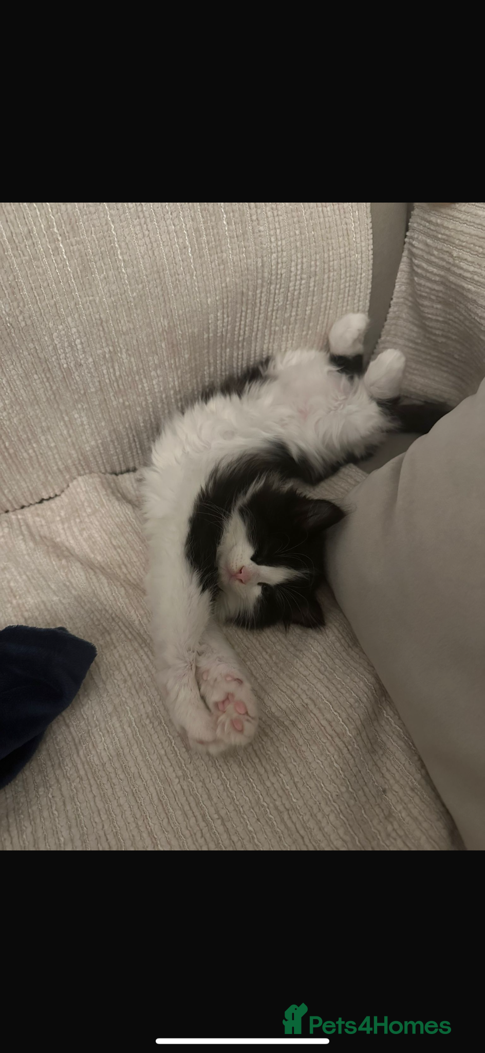 Mixed Breed cats Mixed Breed White & Black Kitten  - Advert 1