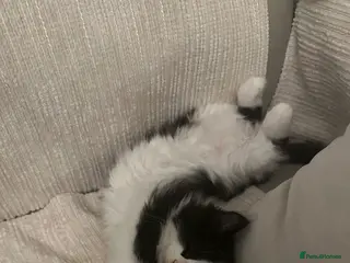 Mixed Breed cats Mixed Breed White & Black Kitten - Advert 1