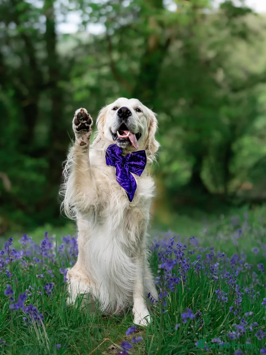 Golden Retriever dogs for stud: Kind, intelligent, fully health tested therapy dog - Advert 21