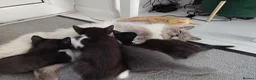 Mixed Breed cats for sale: Ragdoll cross  - Advert 3